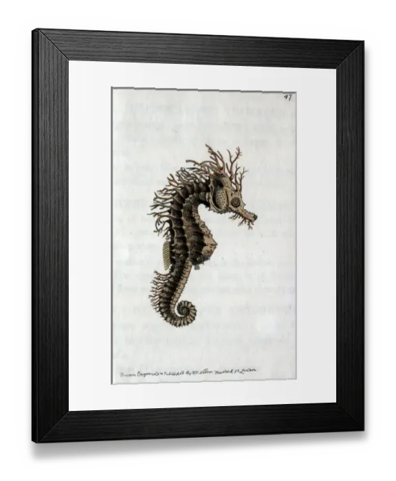 Framed Print : Seahorse from The zoological miscellany Source Framed Print : Seahorse from The zoological miscellany Source