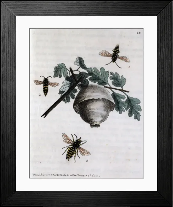 Framed Print : A hive of wasps Framed Print : A hive of wasps