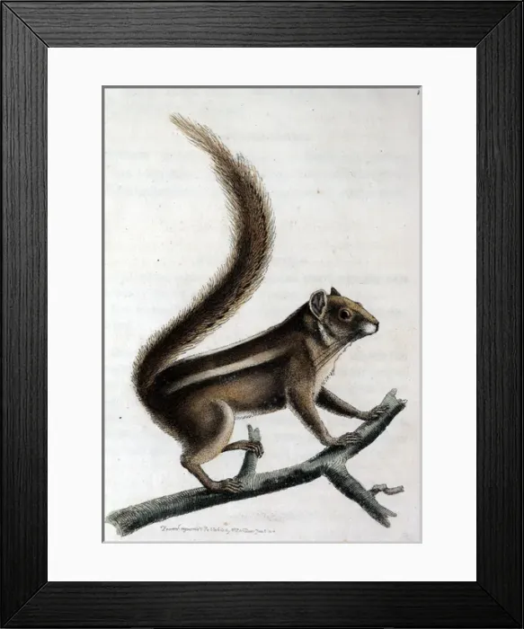 Framed Print : Pencil-tailed squirrel on a branch Framed Print : Pencil-tailed squirrel on a branch