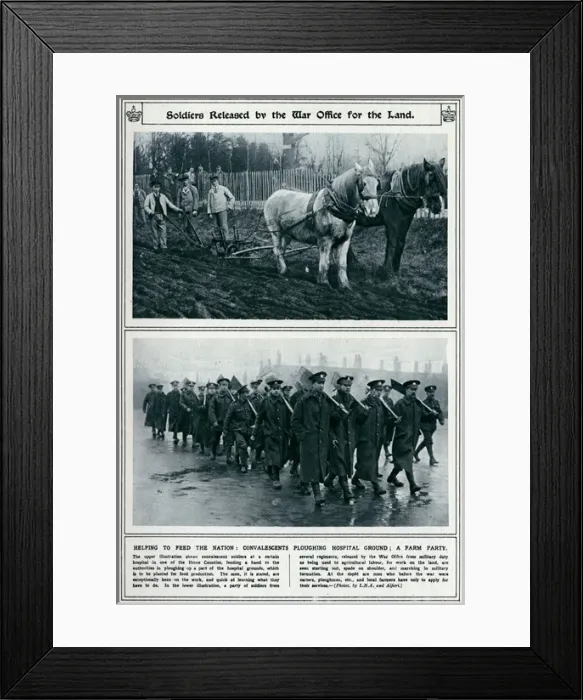 Framed Print : Soldiers released by the War Office for land 1917 Framed Print : Soldiers released by the War Office for land 1917