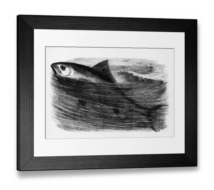Framed Print : A tunny or tuna fish Framed Print : A tunny or tuna fish