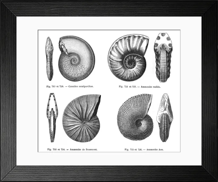 Framed Print : Ammonites. Four fossils: ammonities(including a Beaumont ammonite) and a ceratite Framed Print : Ammonites. Four fossils: ammonities(including a Beaumont ammonite) and a ceratite
