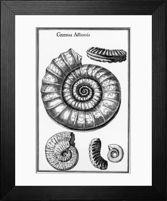 Framed Print : Ammonites: fossilized cephalopods Framed Print : Ammonites: fossilized cephalopods