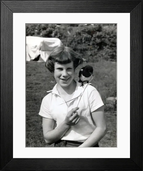 Framed Print : Goldie Fraser with tame Magpie Sammy Framed Print : Goldie Fraser with tame Magpie Sammy