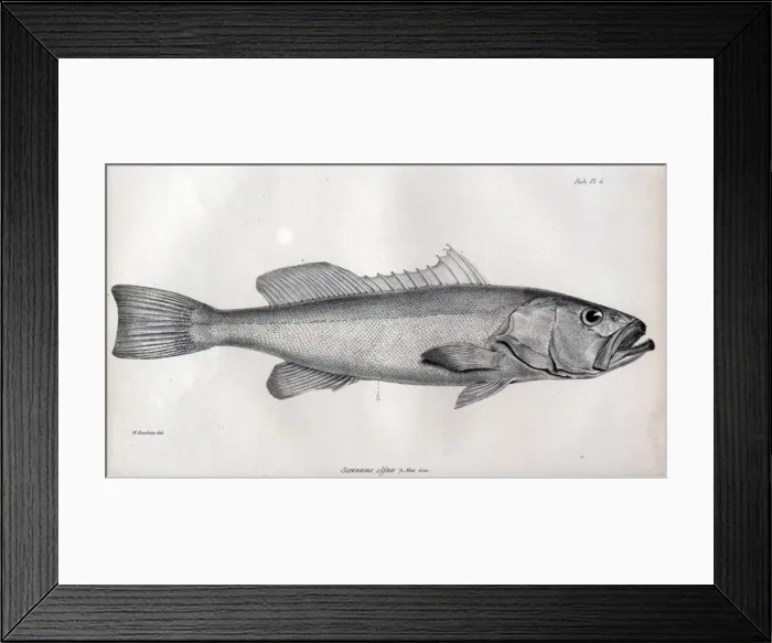 Framed Print : Serranus olfax Framed Print : Serranus olfax
