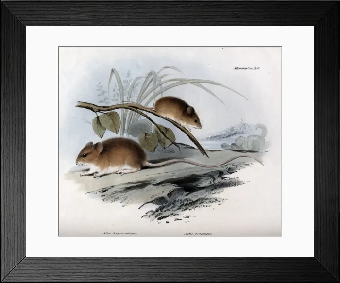 Framed Print : Mus longicaudatus - Two species of mice from South America Framed Print : Mus longicaudatus - Two species of mice from South America