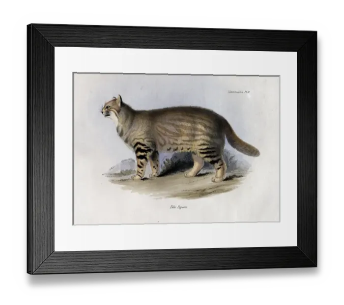 Framed Print : Felis pajeros Framed Print : Felis pajeros