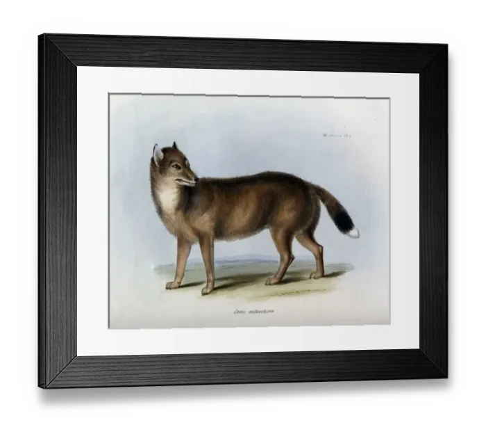 Framed Print : Canis antarcticus Framed Print : Canis antarcticus