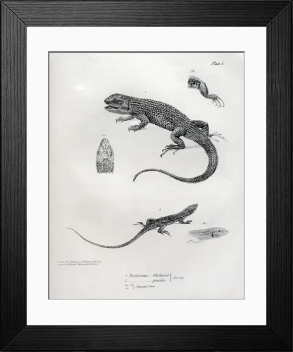 Framed Print : Proctotretus chilensis Framed Print : Proctotretus chilensis