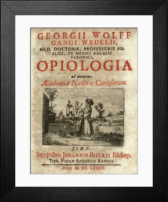 Framed Print : Man in Turkish dress and wearing a turban harvesting opium Framed Print : Man in Turkish dress and wearing a turban harvesting opium