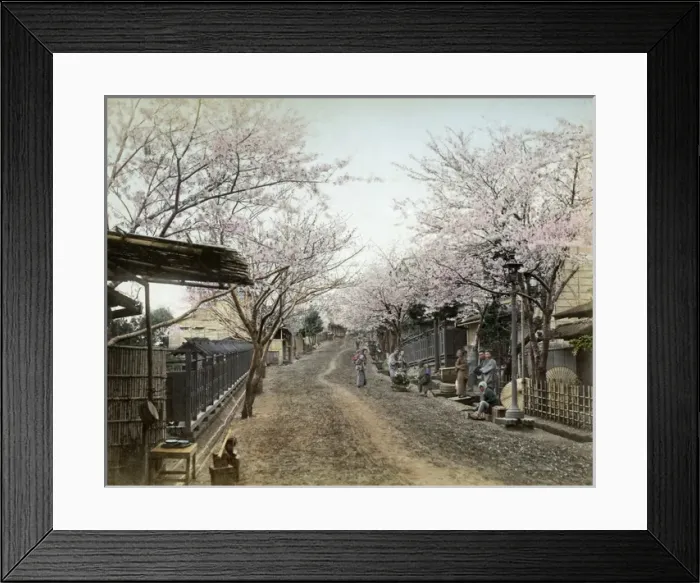 Framed Print : Cherry blossom, Noge Hill, Yokohama Framed Print : Cherry blossom, Noge Hill, Yokohama