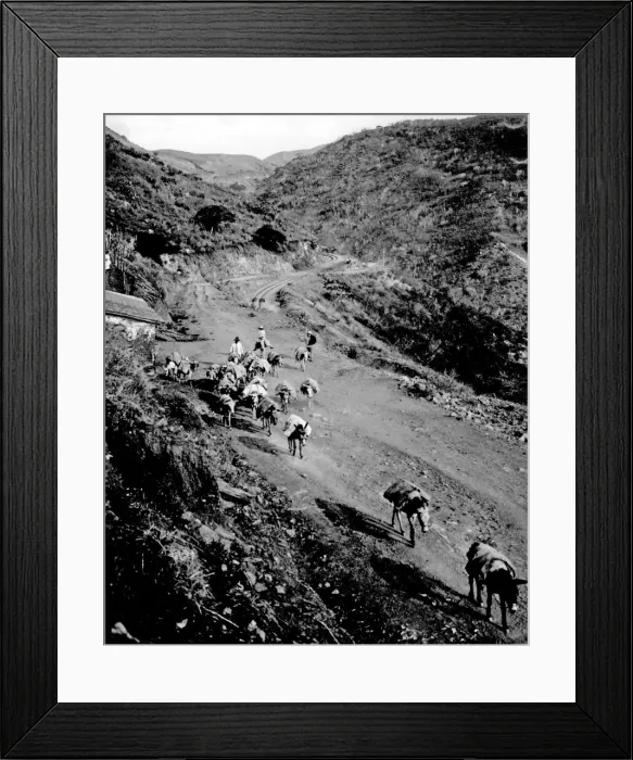 Framed Print : Donkey train, Venezuela Framed Print : Donkey train, Venezuela