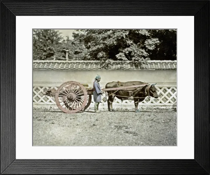 Framed Print : Bullock Cart, Japan Framed Print : Bullock Cart, Japan
