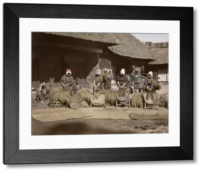 Framed Print : Stripping rice, Japan Framed Print : Stripping rice, Japan