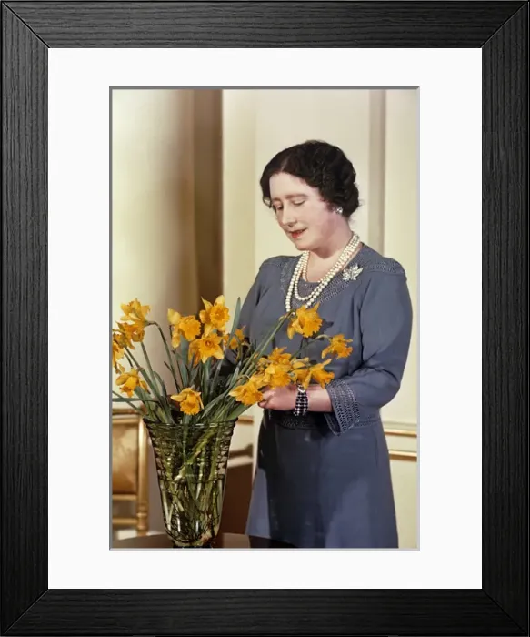 Framed Print : Queen Mother arranging yellow daffodils Framed Print : Queen Mother arranging yellow daffodils