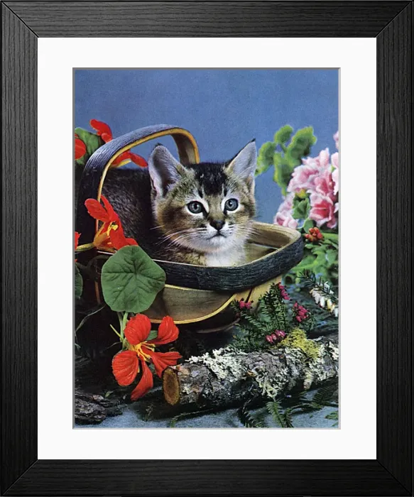 Framed Print : Cat in a basket, with flowers Framed Print : Cat in a basket, with flowers