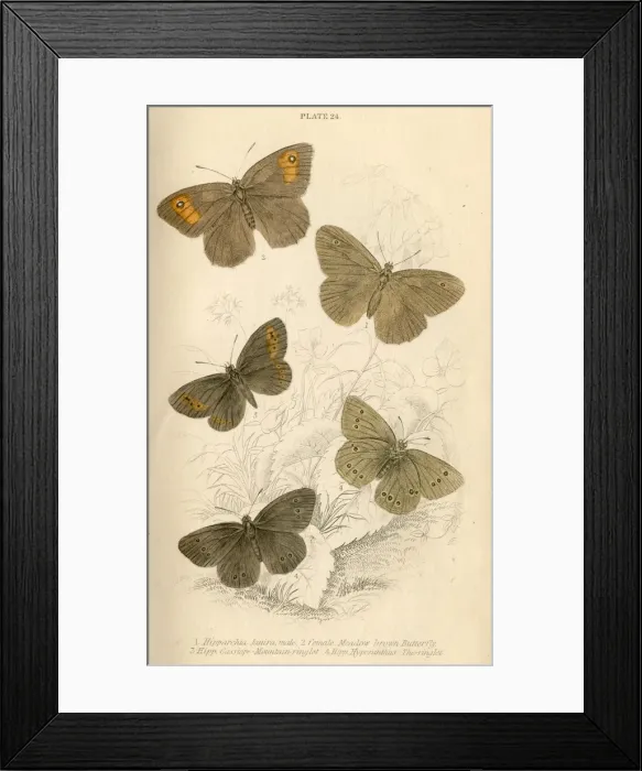 Framed Print : Meadow Brown Butterflies Framed Print : Meadow Brown Butterflies
