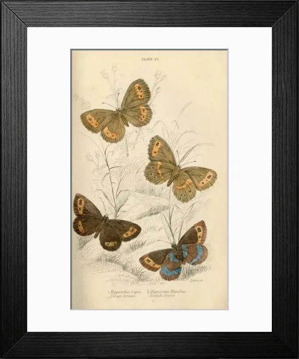 Framed Print : Meadow Brown Butterflies Framed Print : Meadow Brown Butterflies