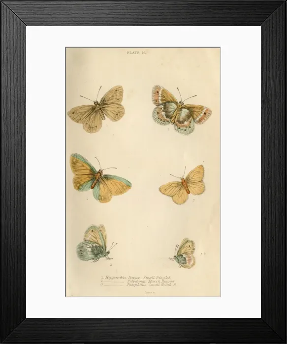 Framed Print : Ringlet Butterflies Framed Print : Ringlet Butterflies