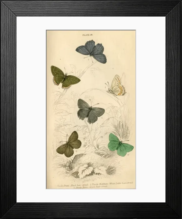 Framed Print : Hair Streak Butterflies Framed Print : Hair Streak Butterflies