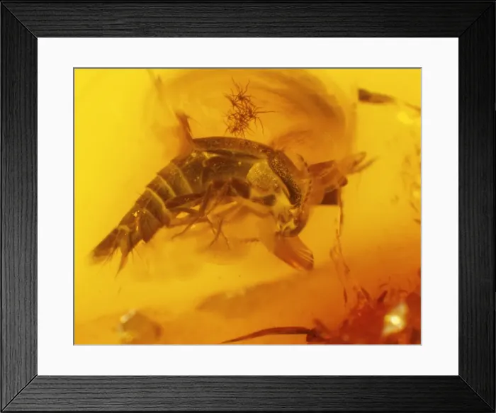 Framed Print : Rove beetle in amber Framed Print : Rove beetle in amber