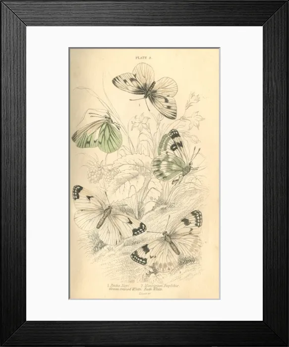 Framed Print : Cabbage Whites Butterflies Framed Print : Cabbage Whites Butterflies