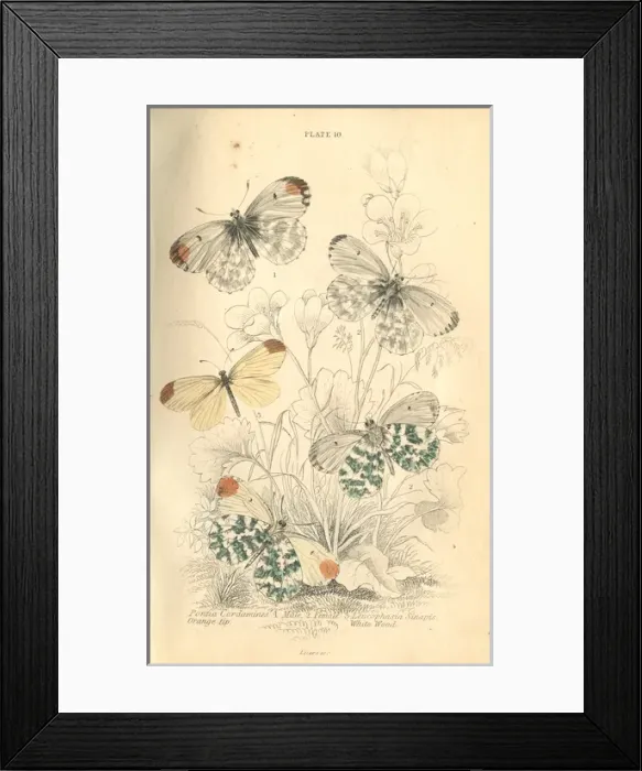 Framed Print : Orange Tip Butterflies Framed Print : Orange Tip Butterflies