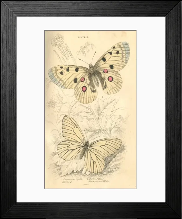 Framed Print : Apollo Butterflies Framed Print : Apollo Butterflies