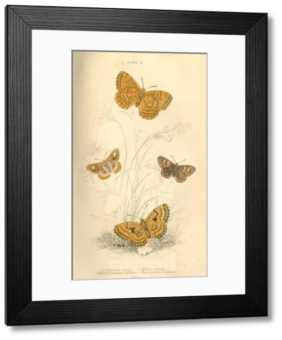 Framed Print : Fritillary Butterflies Framed Print : Fritillary Butterflies