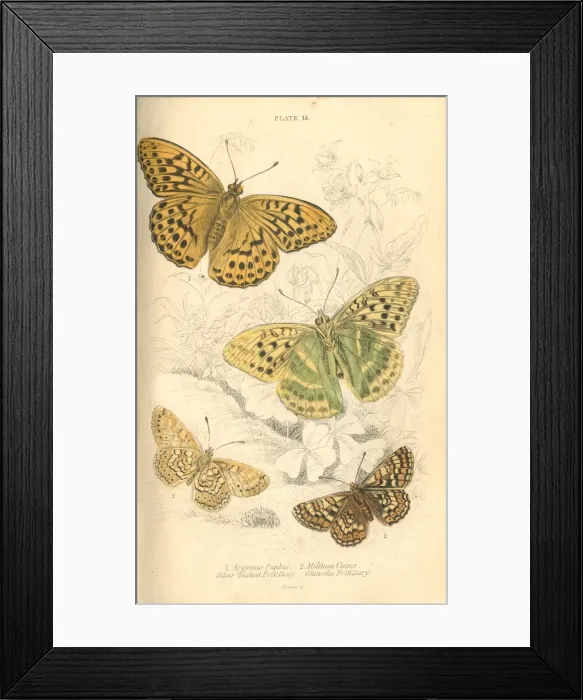 Framed Print : Fritillary Butterflies Framed Print : Fritillary Butterflies
