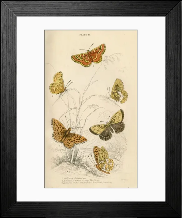 Framed Print : Fritillary Butterflies Framed Print : Fritillary Butterflies