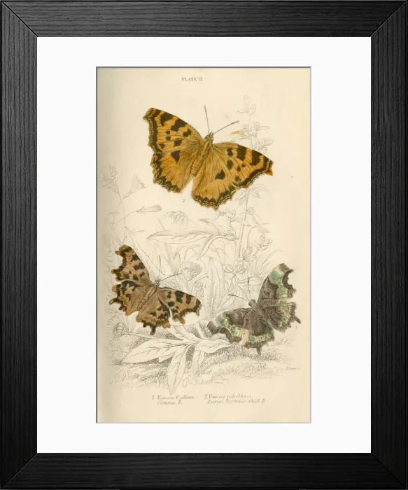 Framed Print : Comma Butterflies Framed Print : Comma Butterflies