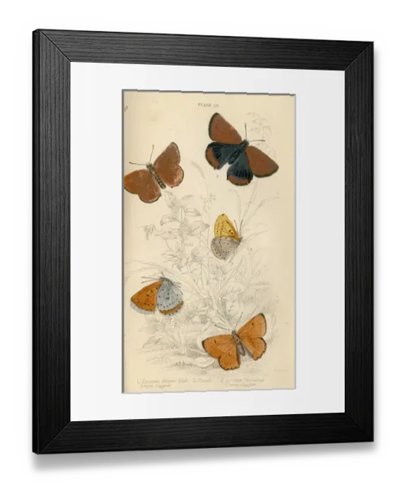Framed Print : Meadow Brown Butterflies Framed Print : Meadow Brown Butterflies