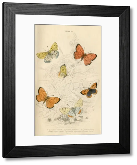 Framed Print : Copper Butterflies Framed Print : Copper Butterflies