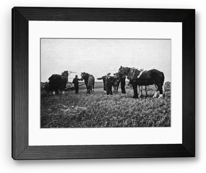 Framed Print : Horses commandeered 1914 Framed Print : Horses commandeered 1914