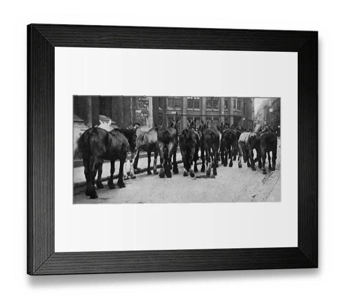Framed Print : Horses commandeered 1914