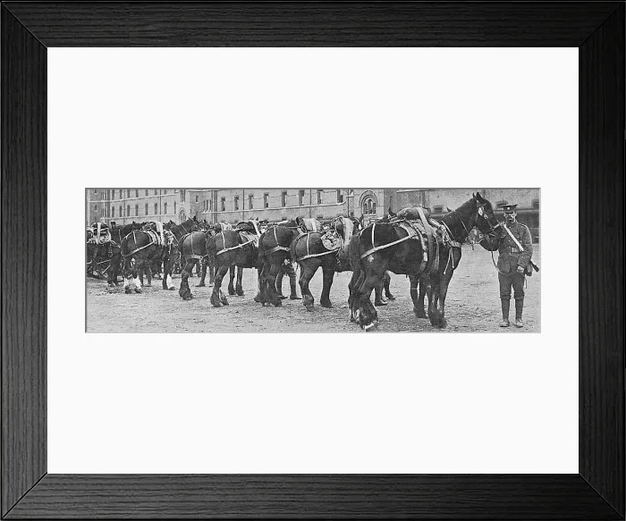 Framed Print : Horses commandeered 1914 Framed Print : Horses commandeered 1914