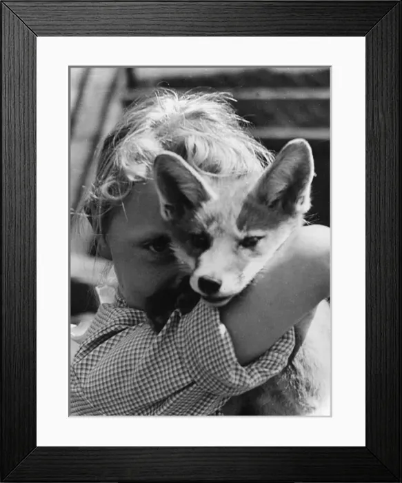 Framed Print : Little girl with fox cub Framed Print : Little girl with fox cub