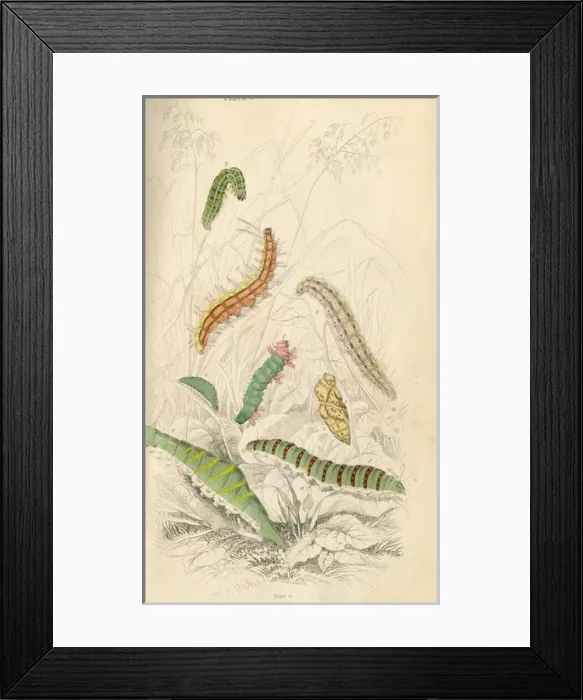 Framed Print : Caterpillars Framed Print : Caterpillars