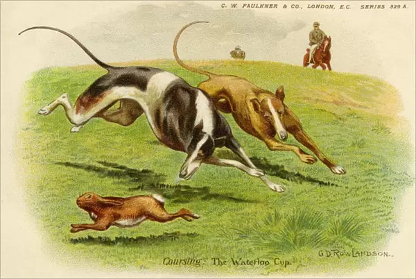 Hare coursing. Waterloo Cup