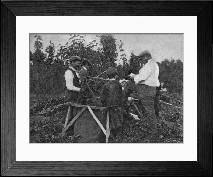 Framed Print : Family working in hop fields, Kent Framed Print : Family working in hop fields, Kent