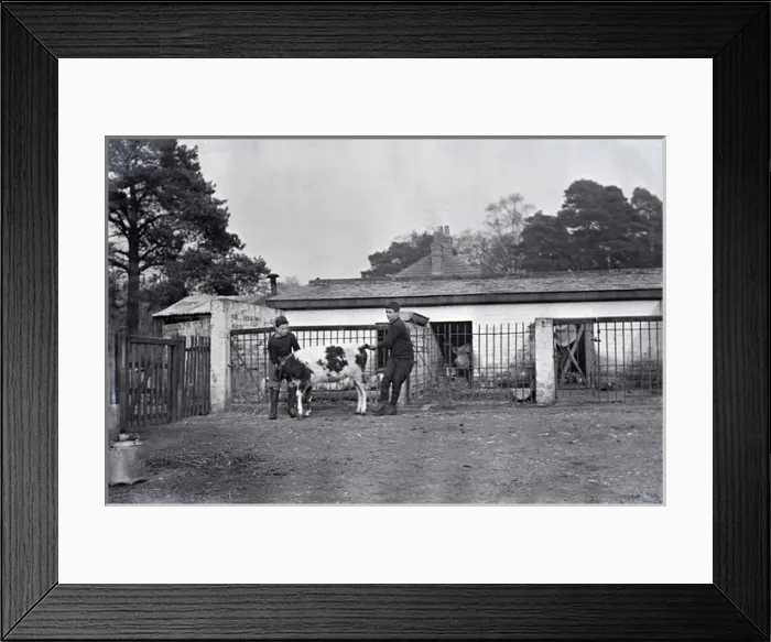 Framed Print : Royal Albert Orphanage, Bagshot, Surrey - farmyard and pigs Framed Print : Royal Albert Orphanage, Bagshot, Surrey - farmyard and pigs
