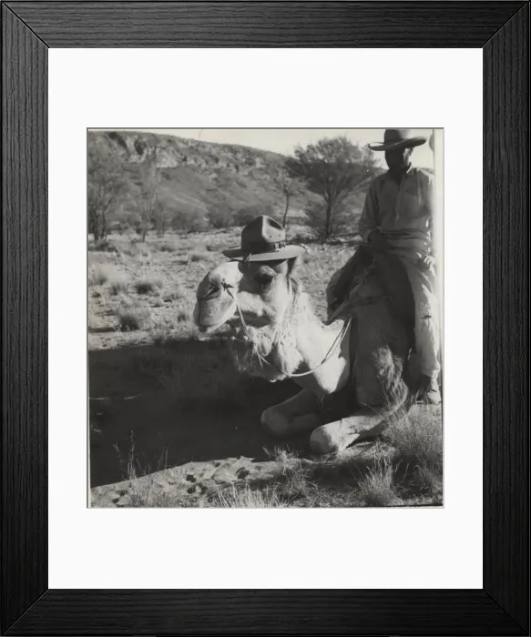 Framed Print : Camel wearing scout hat, Australia Framed Print : Camel wearing scout hat, Australia