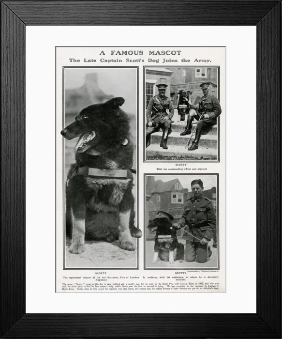 Framed Print : A famous mascot - Captain Scott dog joins the Army Framed Print : A famous mascot - Captain Scott dog joins the Army