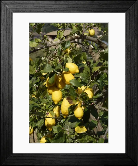 Framed Print : Bunyola, Mallorca, Spain, - Lemons Framed Print : Bunyola, Mallorca, Spain, - Lemons