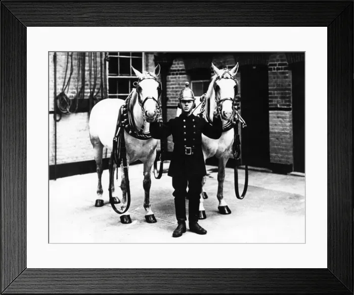 Framed Print : Fireman in brass helmet with two white horses Framed Print : Fireman in brass helmet with two white horses