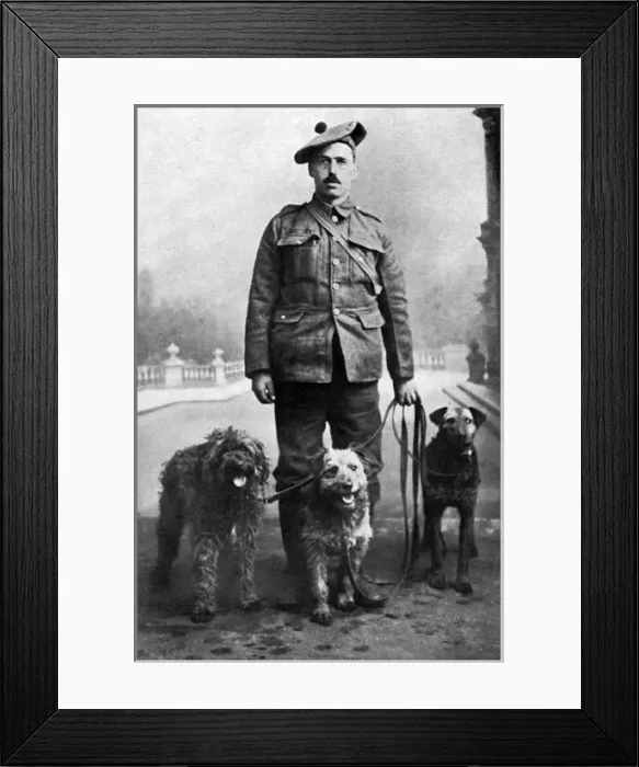 Framed Print : WW1 dogs, Keeper Reid with messenger dogs Framed Print : WW1 dogs, Keeper Reid with messenger dogs