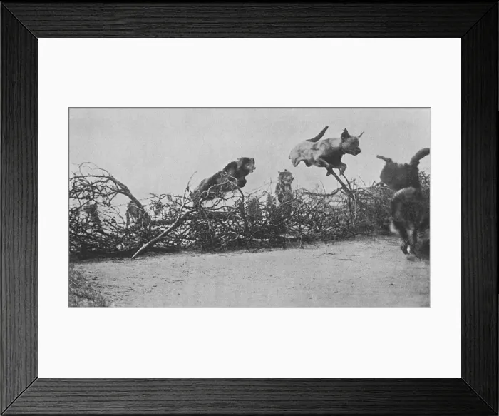 Framed Print : WW1 messenger dogs - training them to jump barbed wire Framed Print : WW1 messenger dogs - training them to jump barbed wire
