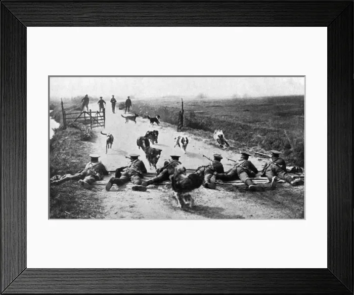Framed Print : WW1 messenger dogs - training them under rifle fire Framed Print : WW1 messenger dogs - training them under rifle fire