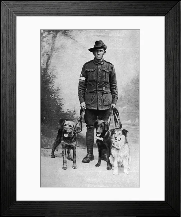 Framed Print : British messenger dogs, WW1 Framed Print : British messenger dogs, WW1